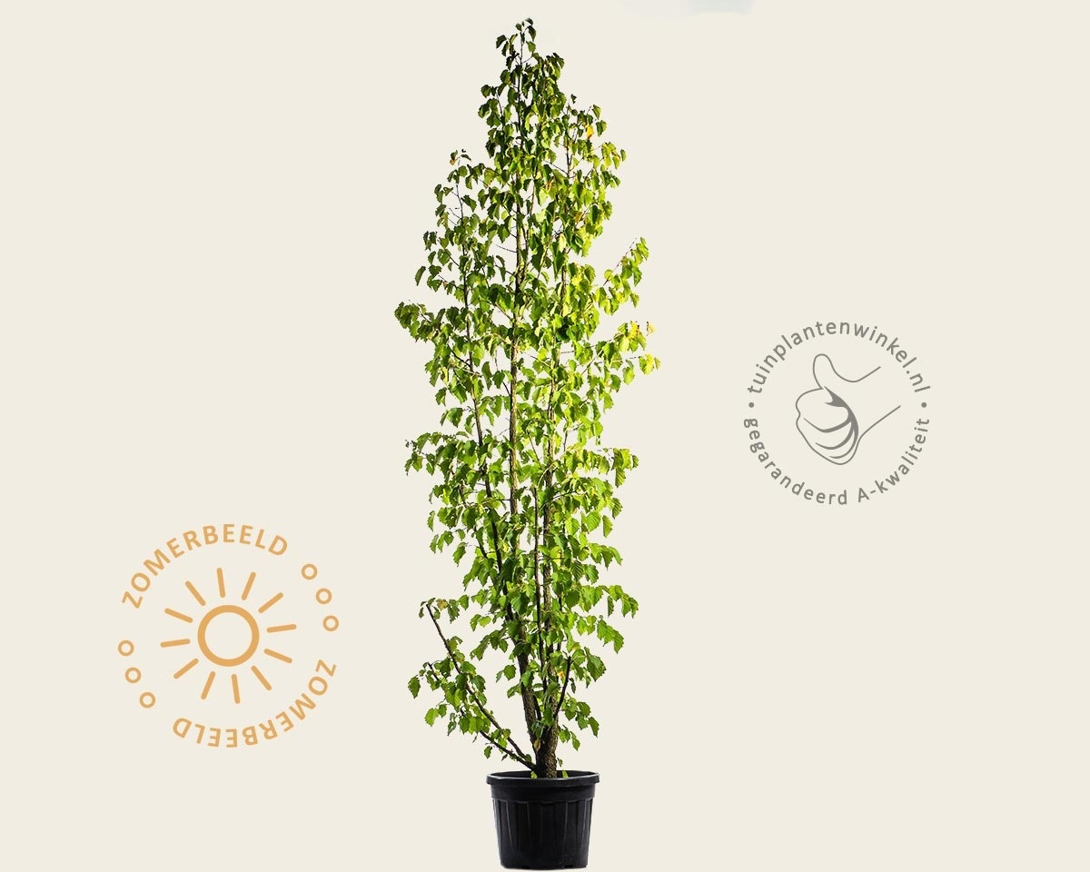 Corylus colurna - meerstammig