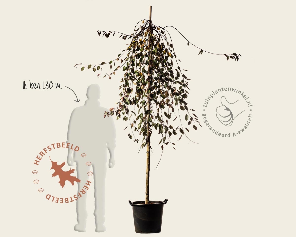 Malus 'Royal Beauty' - op stam