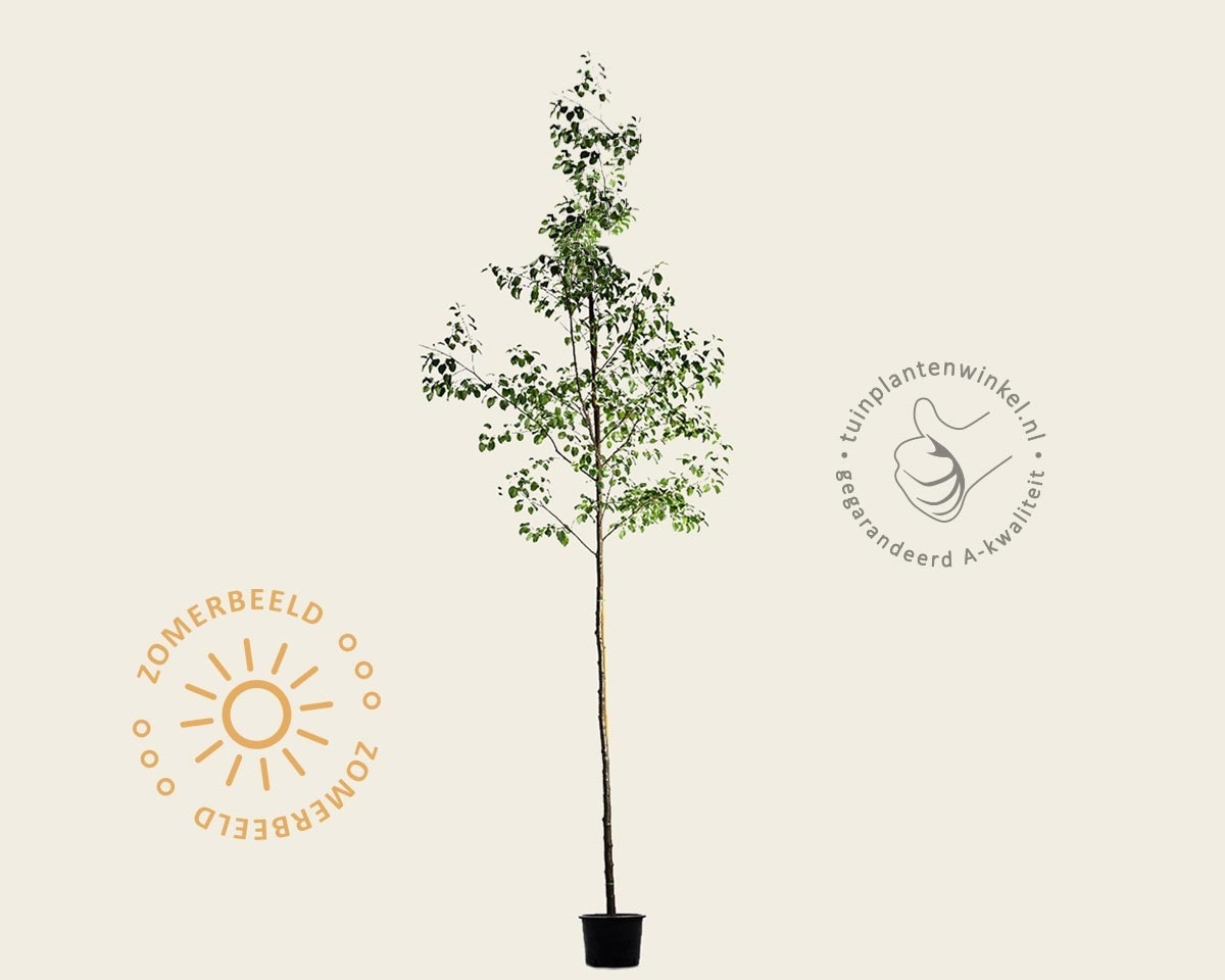 Alnus glutinosa - hoogstam