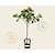 Prunus avium 'Stella' - mini