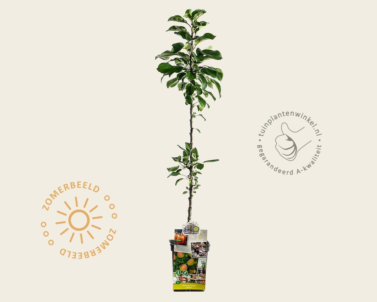 Malus domestica 'Bolero'