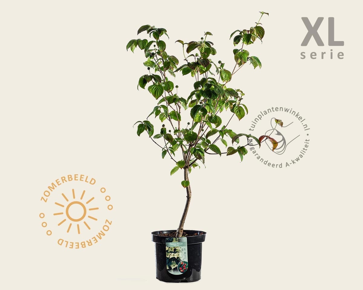Cornus kousa 'Milky Way' - XL