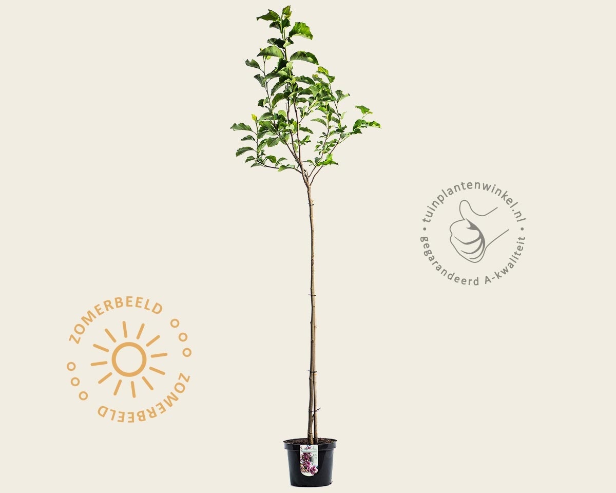 Magnolia 'Galaxy' - op stam