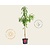 Prunus persica 'Melred' - laagstam