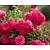 Rosa 'Gartnerfreude'