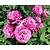 Rosa 'Carmen Würth'