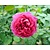 Rosa 'Fraulein Maria'