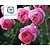 Rosa 'Boscobel'