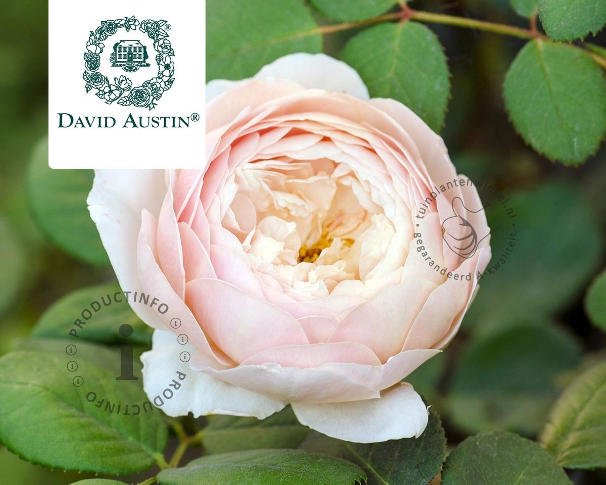 Rosa 'Desdemona'