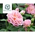 Rosa 'Eustacia Vye'