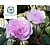 Rosa 'Olivia Rose Austin'