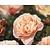 Rosa 'Marie Curie' - op stam