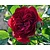 Rosa 'Red Romanza' - op stam