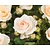 Rosa 'Sirius' - op stam