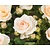 Rosa 'Sirius' - op stam