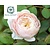Rosa 'Desdemona' - op stam