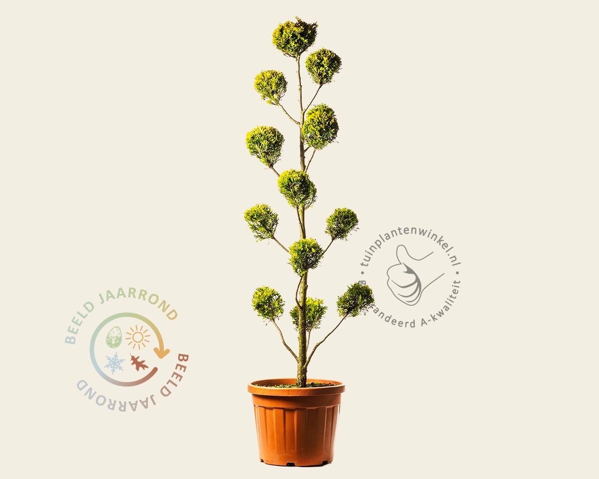 Cupressocyparis leylandii 'Gold Rider' - pompon