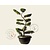 Cupressocyparis leylandii - bonsai