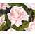 Rosa 'New Dawn'