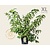 Stachyurus praecox - XL