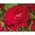 Rosa 'Flammentanz'