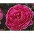 Rosa 'Pink Cloud'