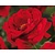 Rosa 'Sympathie'