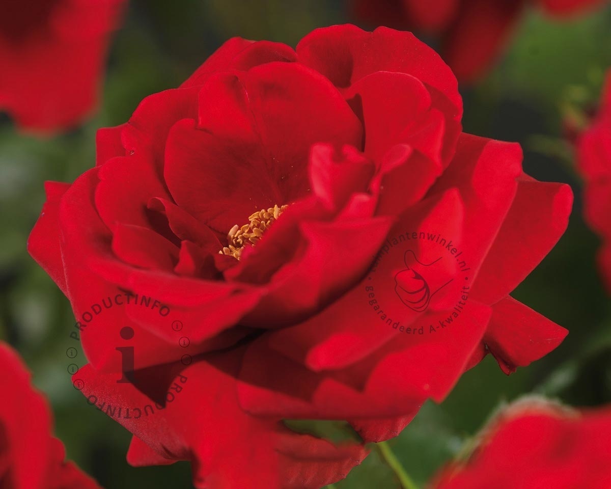 Rosa 'Sympathie'