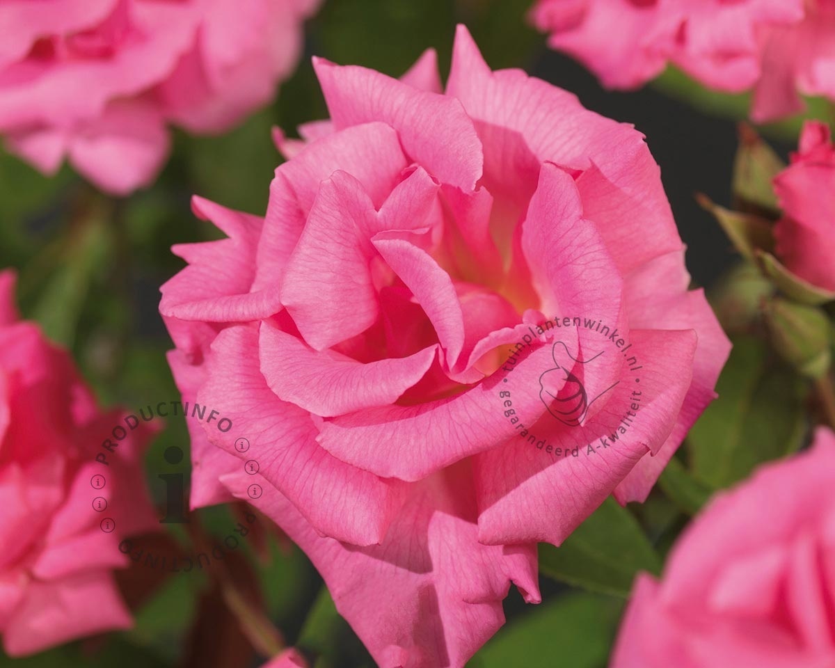 Rosa 'Zéphirine Drouhin'