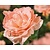 Rosa 'Bonita' (Renaissance)