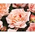 Rosa (klim) 'Compassion'