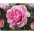 Rosa 'Ghita' (Renaissance)