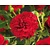 Rosa 'Grand Award'