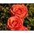 Rosa 'Jive'