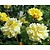 Rosa 'Lichtkönigin Lucia'