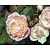 Rosa 'New Dreams'