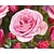 Rosa 'Our Last Summer'