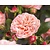 Rosa 'Pirouette'