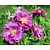 Rosa 'Rhapsody in Blue'