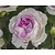 Rosa 'Saphir'