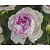 Rosa 'Saphir'