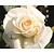 Rosa 'Schneewalzer'