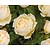 Rosa 'Uetersener Klosterrose'