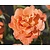Rosa 'Westerland'