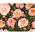 Rosa rambler 'Open Arms'