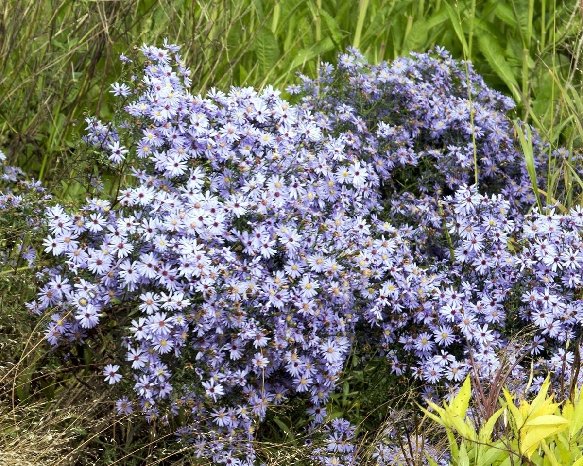 Aster cordifolius 'Little Carlow'