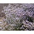 Limonium latifolium