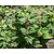 Lamium orvala