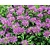 Monarda 'Prairienacht'