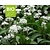 Allium ursinum - Puur